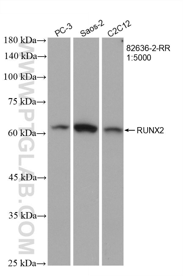 RUNX2 Antibody in Western Blot (WB)