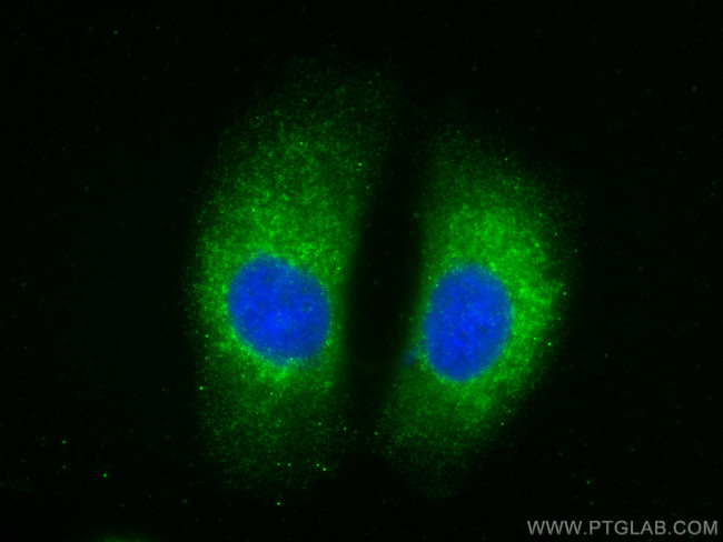 MCL1 Antibody in Immunocytochemistry (ICC/IF)