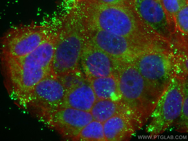 MCL1 Antibody in Immunocytochemistry (ICC/IF)