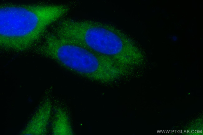 PTRF Antibody in Immunocytochemistry (ICC/IF)