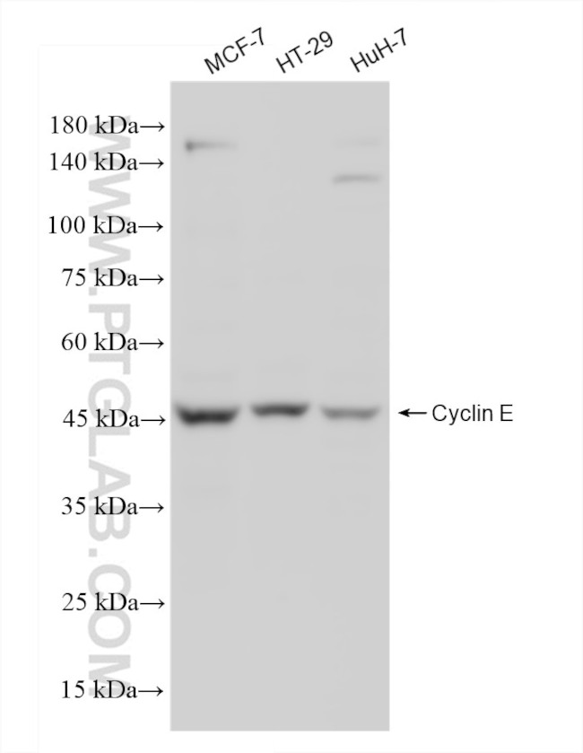 Cyclin E Antibody in Western Blot (WB)