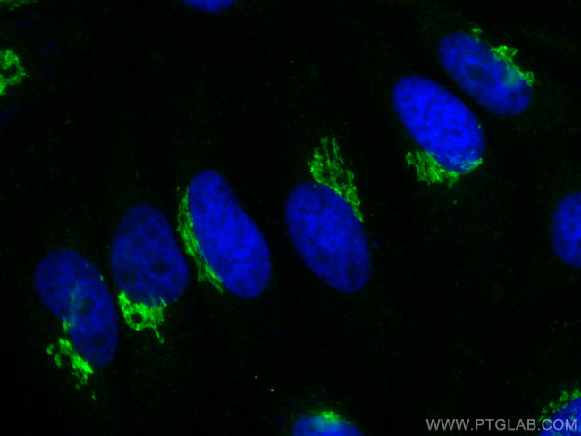 GOLGA2/GM130 Antibody in Immunocytochemistry (ICC/IF)
