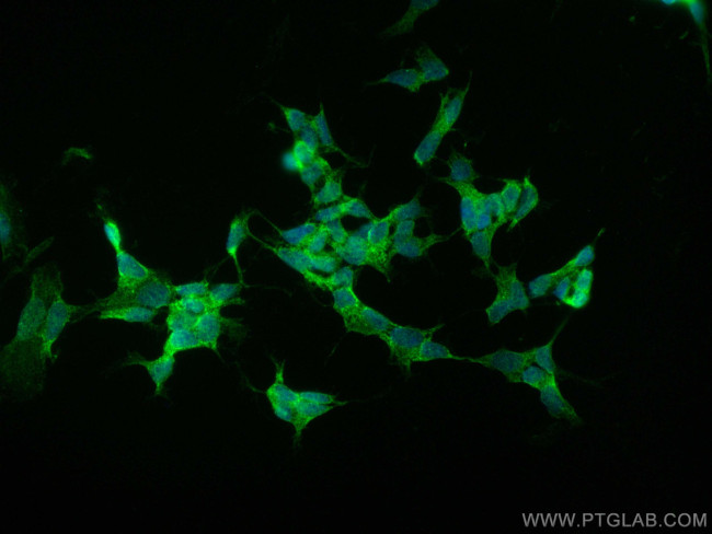 NCAM1/CD56 Antibody in Immunocytochemistry (ICC/IF)