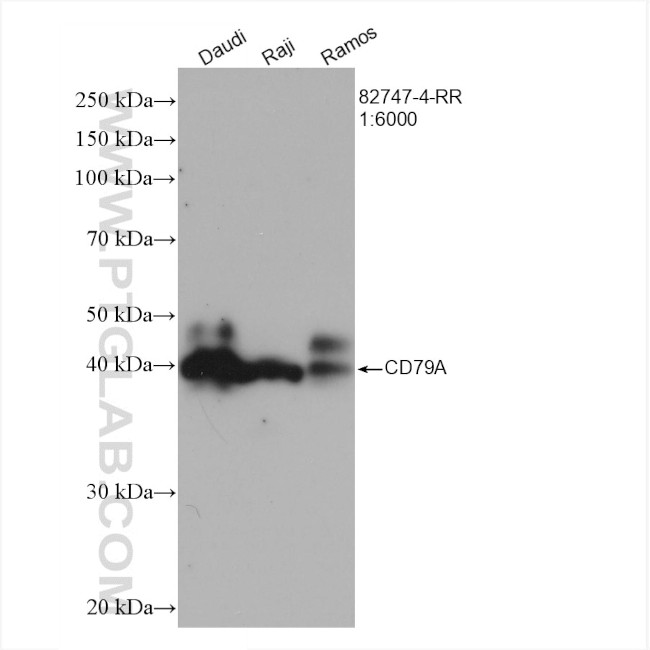 CD79a Antibody in Western Blot (WB)