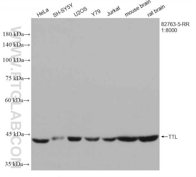 TTL Antibody in Western Blot (WB)