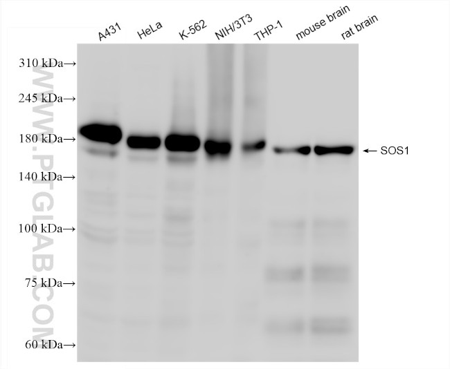 SOS1 Antibody in Western Blot (WB)