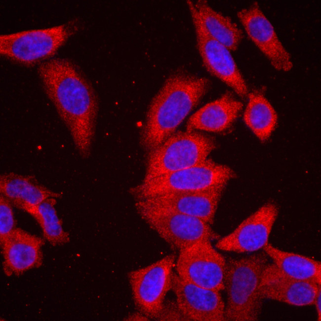 UPF1 Antibody in Immunocytochemistry (ICC/IF)