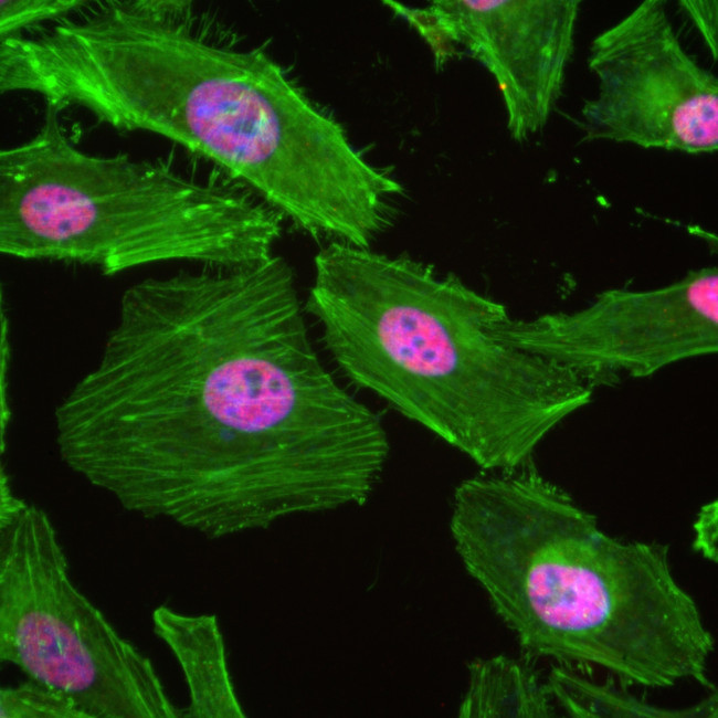 HNRNPC Antibody in Immunocytochemistry (ICC/IF)