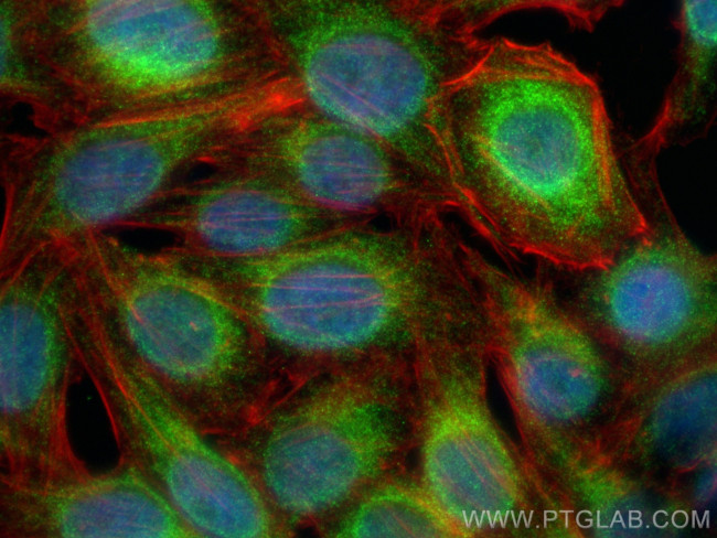CISD2 Antibody in Immunocytochemistry (ICC/IF)