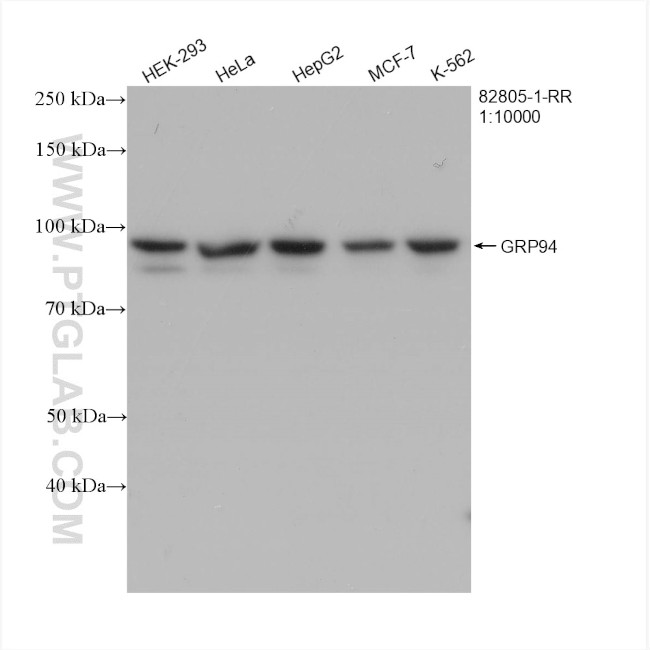 GRP94 Antibody in Western Blot (WB)