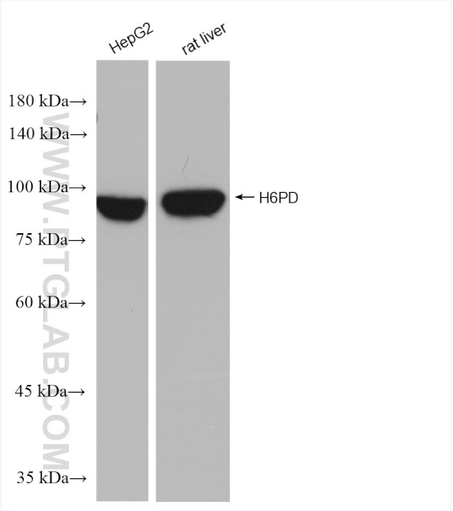 H6PD Antibody in Western Blot (WB)