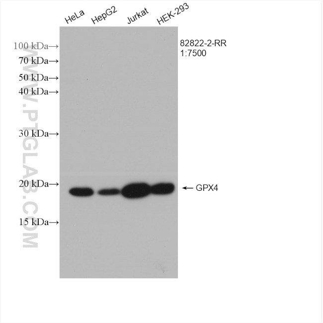 GPX4 Antibody in Western Blot (WB)
