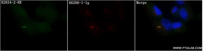ARL13B Antibody in Immunocytochemistry (ICC/IF)