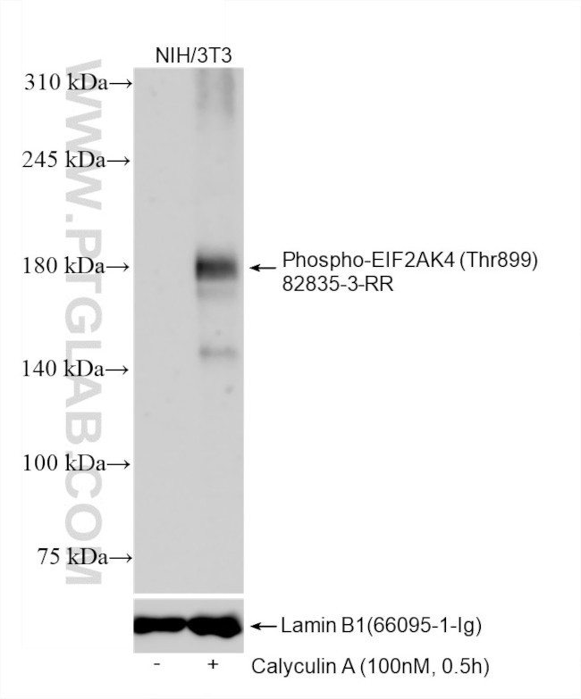 Phospho-EIF2AK4 (Thr899) Antibody in Western Blot (WB)