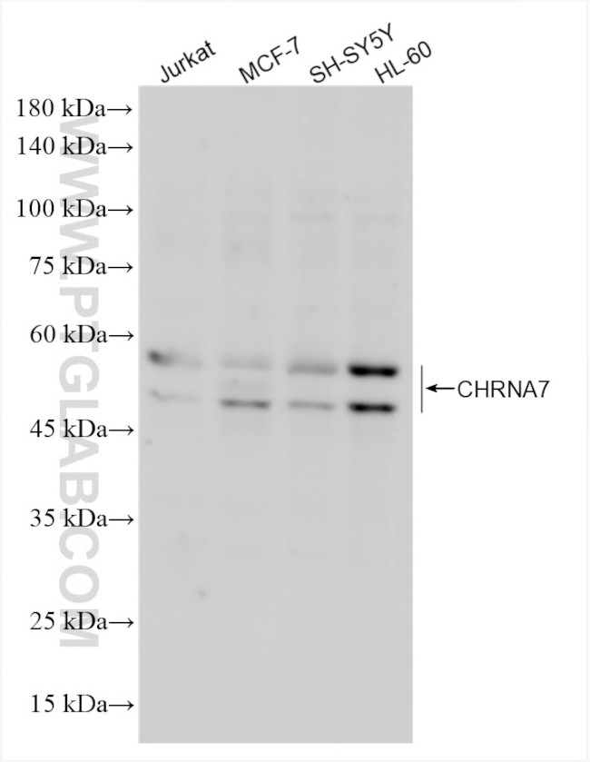 CHRNA7 Antibody in Western Blot (WB)