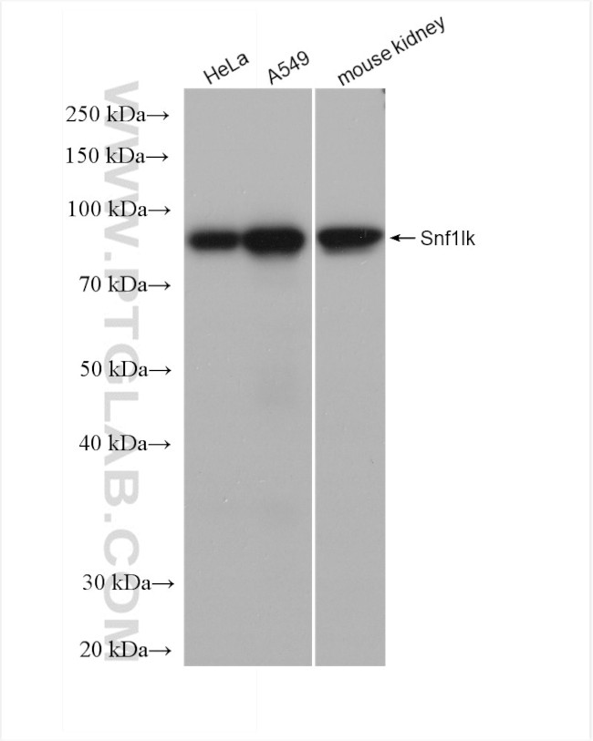 Snf1lk Antibody in Western Blot (WB)