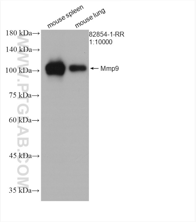 Mmp9 Antibody in Western Blot (WB)