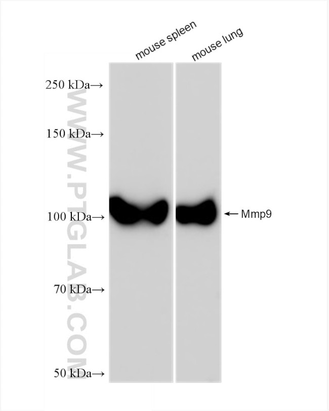 Mmp9 Antibody in Western Blot (WB)
