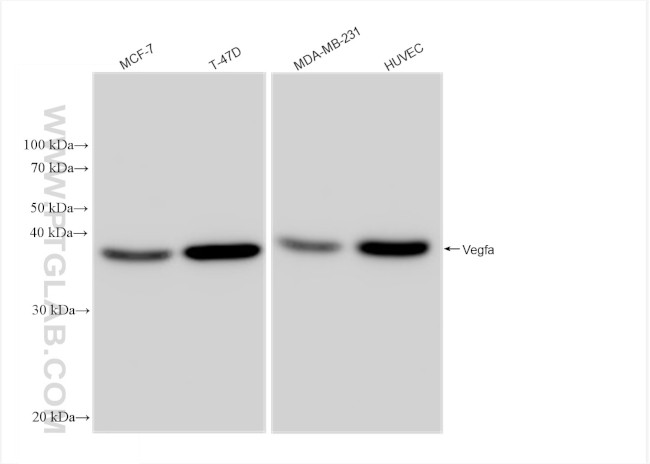 VEGFA Antibody in Western Blot (WB)