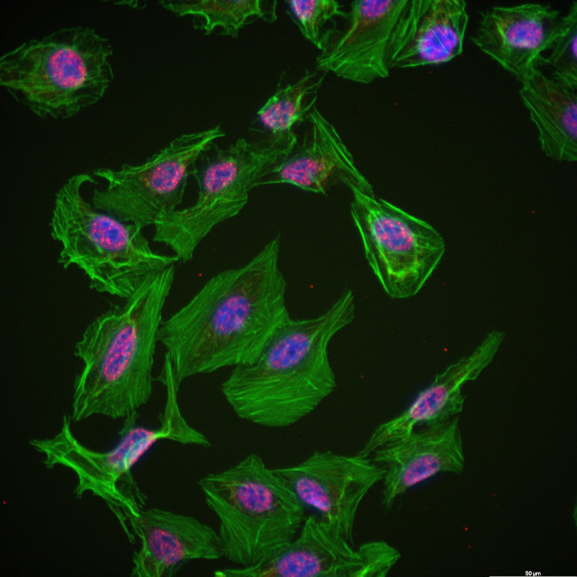 MYCL1 Antibody in Immunocytochemistry (ICC/IF)