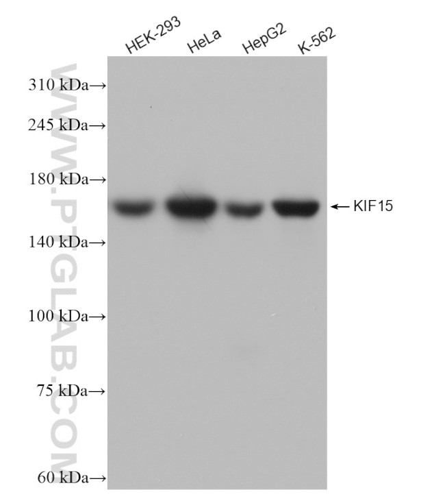 KIF15 Antibody in Western Blot (WB)