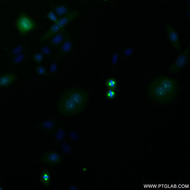 AURKA Antibody in Immunocytochemistry (ICC/IF)