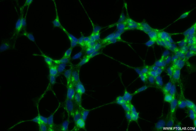 STMN2 Antibody in Immunocytochemistry (ICC/IF)