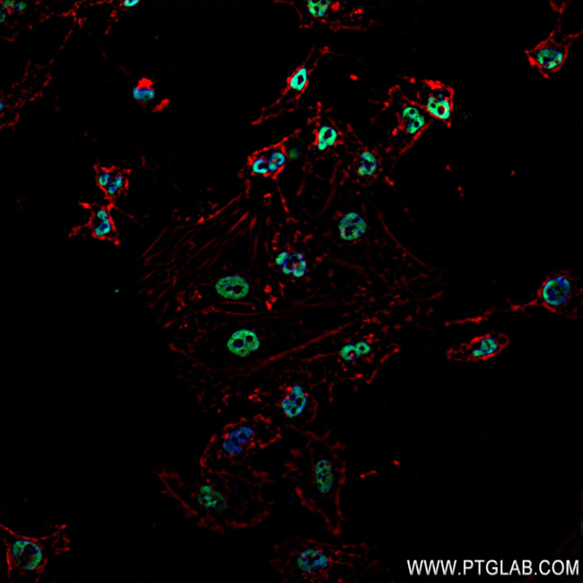 KHSRP Antibody in Immunocytochemistry (ICC/IF)