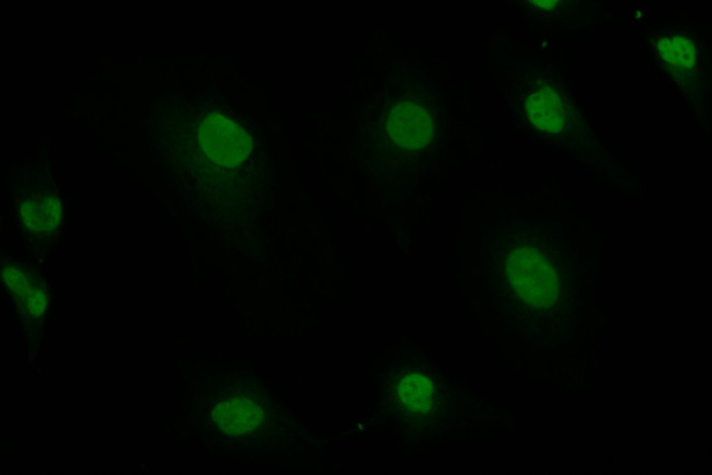 CUX2 Antibody in Immunocytochemistry (ICC/IF)