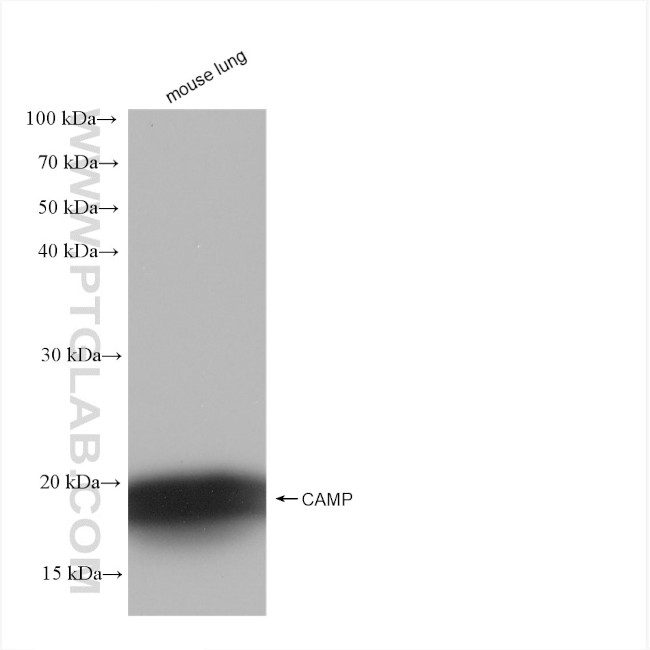 CAMP Antibody in Western Blot (WB)