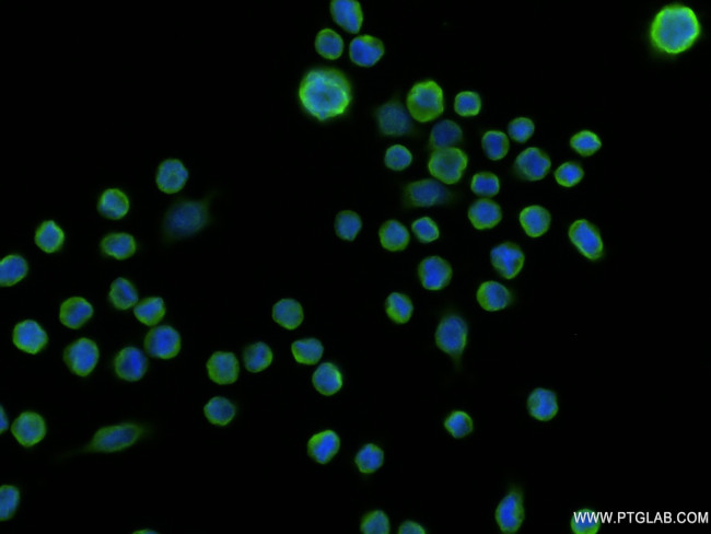 EFNA2 Antibody in Immunocytochemistry (ICC/IF)
