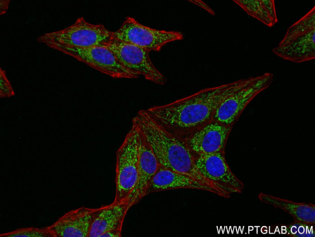 FDX1 Antibody in Immunocytochemistry (ICC/IF)
