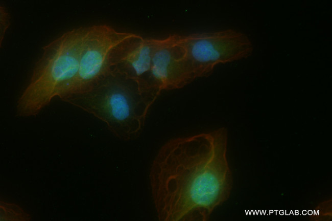 ARHGEF19 Antibody in Immunocytochemistry (ICC/IF)
