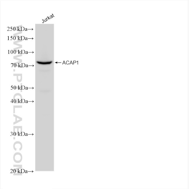ACAP1 Antibody in Western Blot (WB)