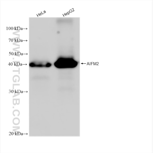 AIFM2/FSP1 Antibody in Western Blot (WB)