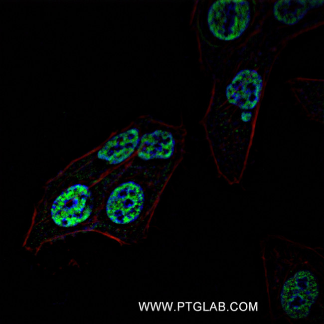 POU4F3 Antibody in Immunocytochemistry (ICC/IF)