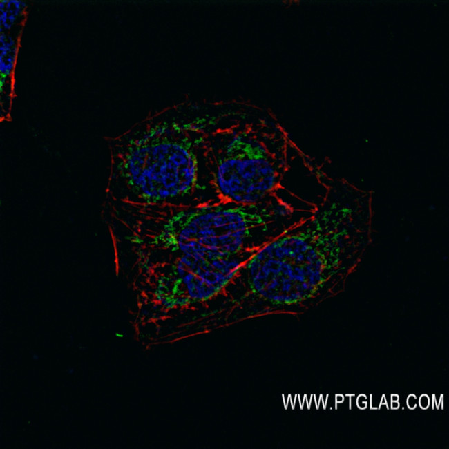 OGDHL Antibody in Immunocytochemistry (ICC/IF)