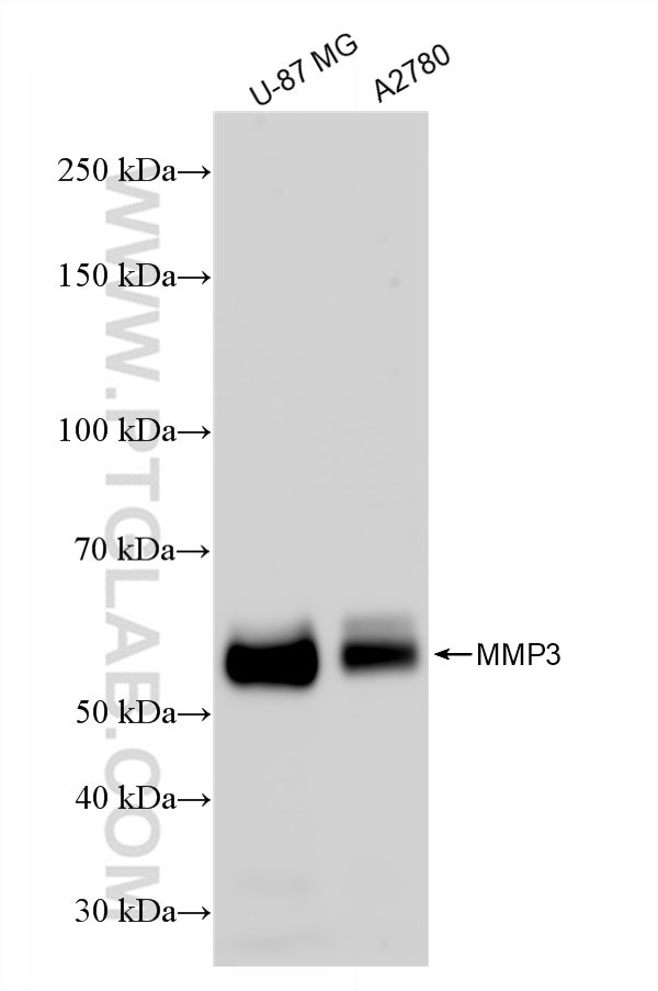 MMP3 Antibody in Western Blot (WB)