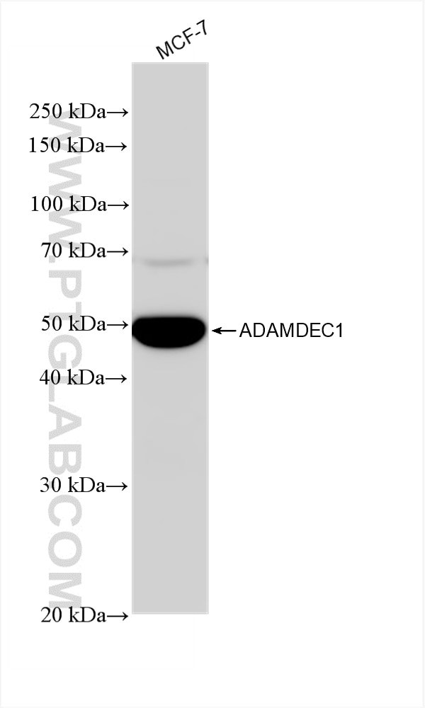 ADAMDEC1 Antibody in Western Blot (WB)