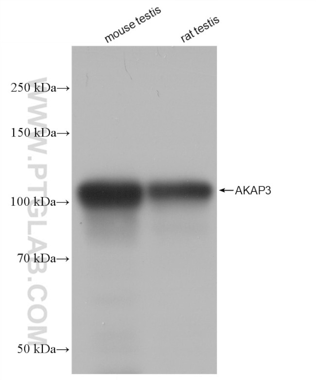 AKAP3 Antibody in Western Blot (WB)