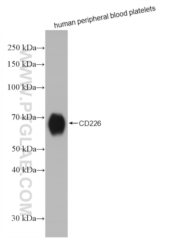 CD226 Antibody in Western Blot (WB)