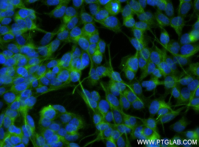 UNC13A Antibody in Immunocytochemistry (ICC/IF)