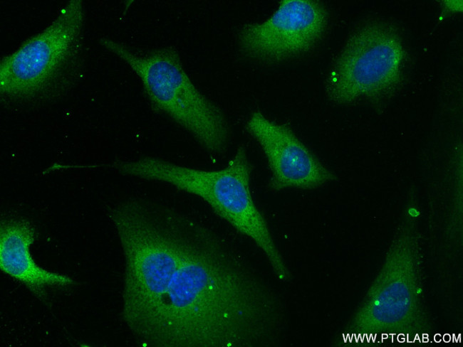 MTAP Antibody in Immunocytochemistry (ICC/IF)