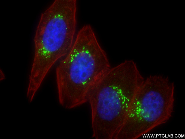 golgin 97 Antibody in Immunocytochemistry (ICC/IF)