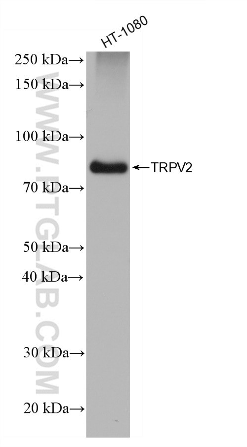 TRPV2 Antibody in Western Blot (WB)