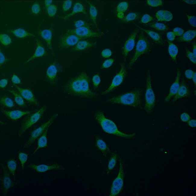 KIAA0776 Antibody in Immunocytochemistry (ICC/IF)