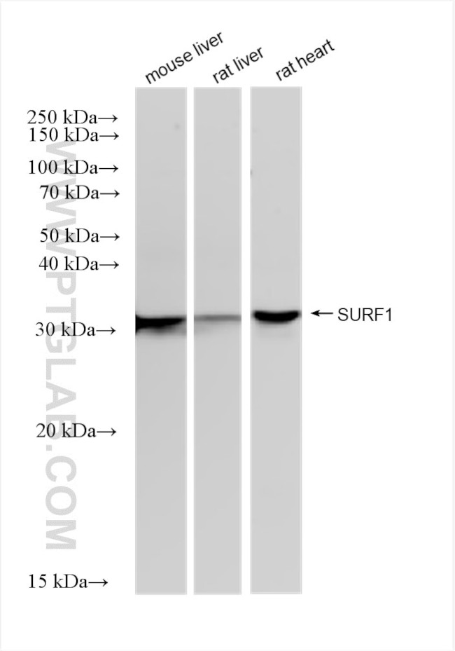 SURF1 Antibody in Western Blot (WB)