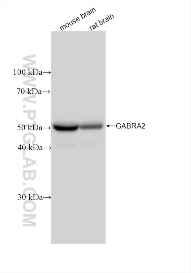 GABRA2 Antibody in Western Blot (WB)