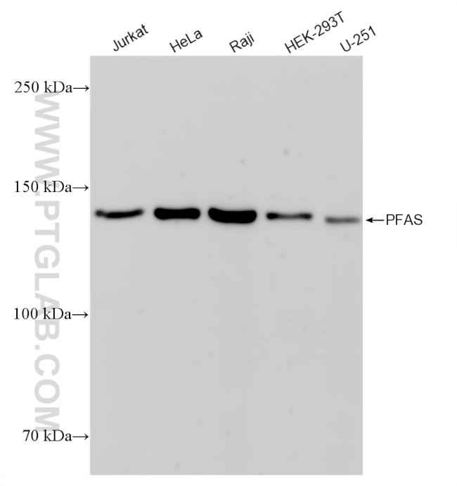 PFAS Antibody in Western Blot (WB)