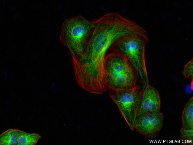 CA11 Antibody in Immunocytochemistry (ICC/IF)